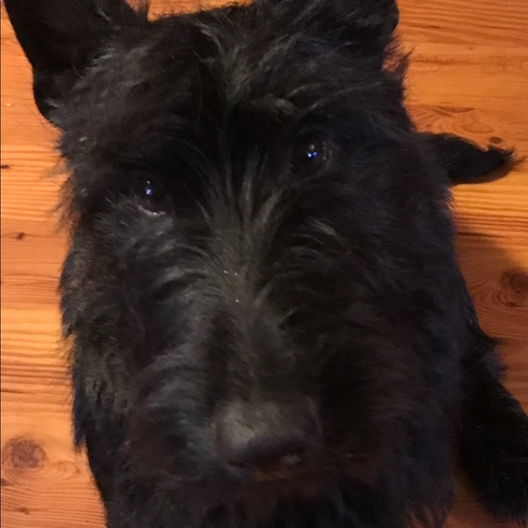 Meet your Posher, Tracie - Picture 4 of 8